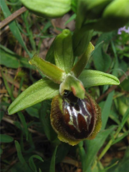 Or. papilionacea, Op. tenthredinifera, Op. sphegodes .......